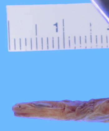 Media type: image; Herpetology A-5122